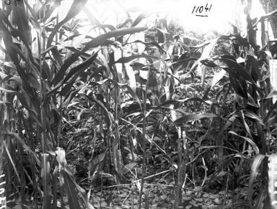 \\MEDIAS\collections\TMS\AP\AP.0.0.11041_NEG_01.jpg