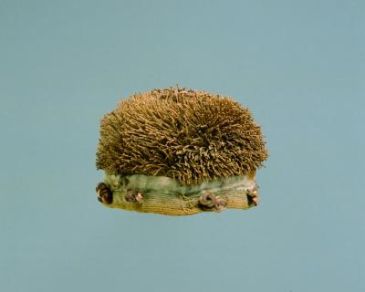 \\MEDIAS\collections\TMS\EO\1980\EO.1980.2.2696_DIA_01.jpg