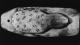 \\172.16.4.250\Qweb\Pict-ordered\7804\AFM_1819_REP_7804\BESTAND_2\AFM_1819_REP_7804_017\AFM_1819_REP_7804_017_244_PHOTO.jpg